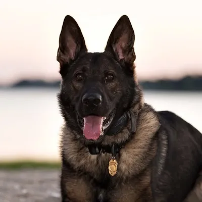K9 Maverick profile