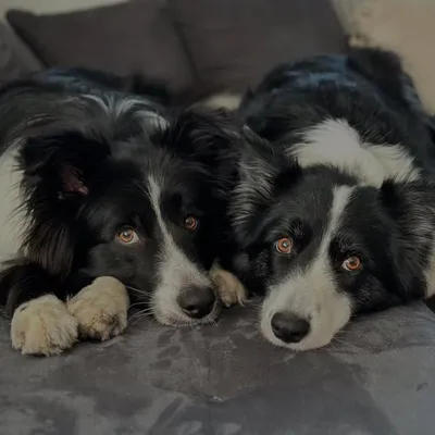 Alessa | Nala | Sammy profile