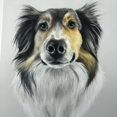 Realistic Pet Portraits profile