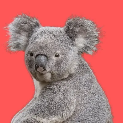 Franco il Koala profile