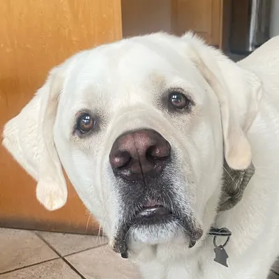 Frank 🐾NorthVanLab profile