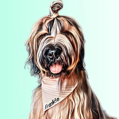 FRANKIE 🦧 BRIARD BOi profile