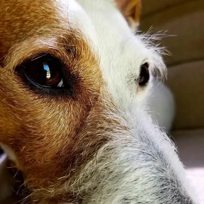Frankie profile