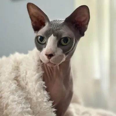 Frankie and Fam profile