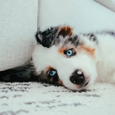 Frankie The Aussie profile