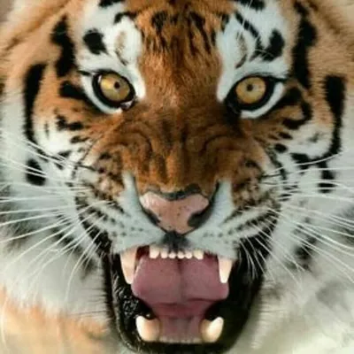 free shoutout for indians profile