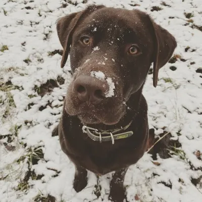 Fred the Chocolabrador profile