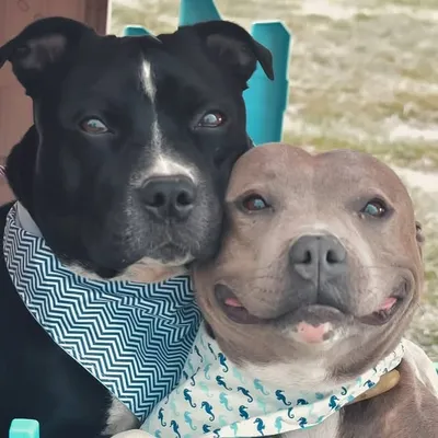 Fred&Frida Staffbull profile