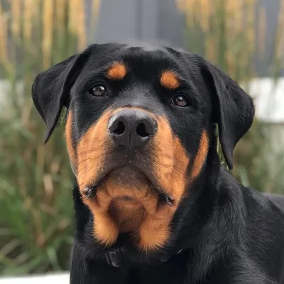 Fred profile