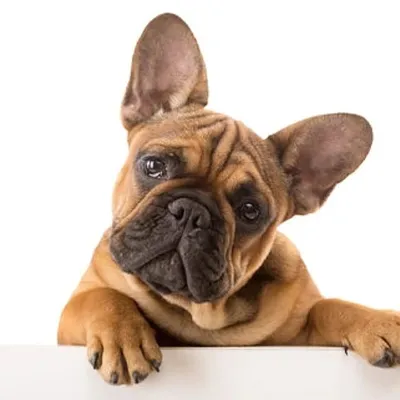 French Bulldogs profile