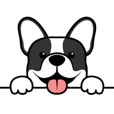 French bulldogs, puppies, dogs profile