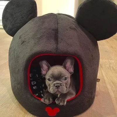 French Bulldog IG™ profile