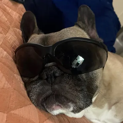 Frenchie profile