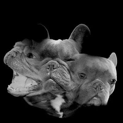 Foe Thee Frenchie profile