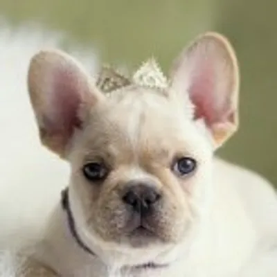 Bell’s Beauties FrenchBulldogs profile