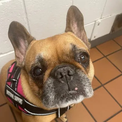 Frenchie Maloca profile
