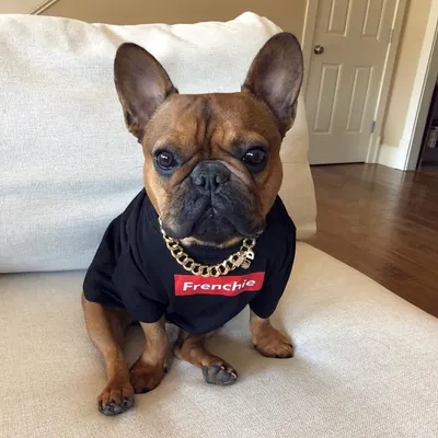 FRENCHIE HYPE® profile