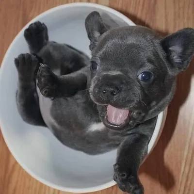 Frenchie Promoter profile