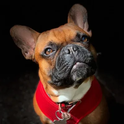 Rudolf the Frenchie profile
