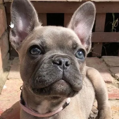 Frenchies Smiling profile
