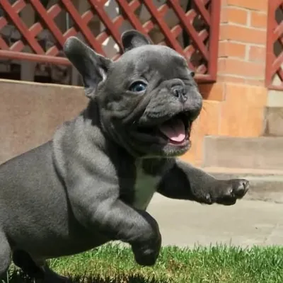Frenchie Lovers profile