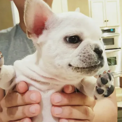 Tofu profile