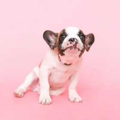 Frenchy Loves You profile