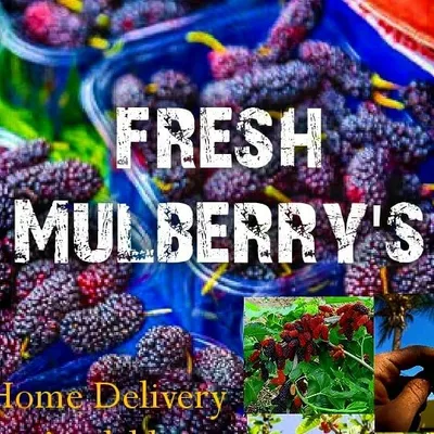 mulberries profile