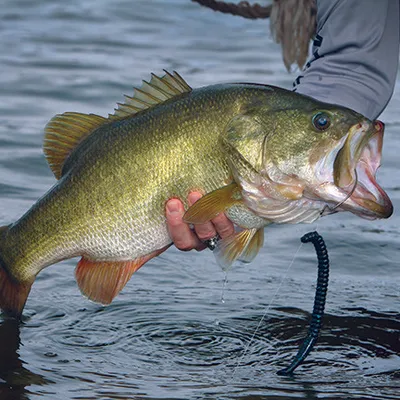 FreshwaterTV profile