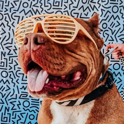 Fresno Bully Rescue profile