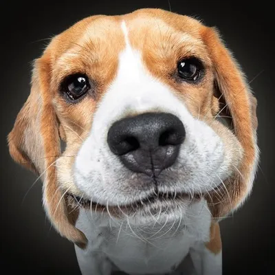 Aus dem Leben eines Beagles ღ profile