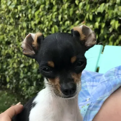 Frida Chiquita profile