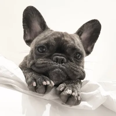 Frieda profile