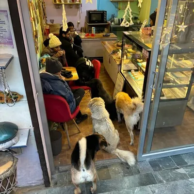 Friend of the animals n humans profile