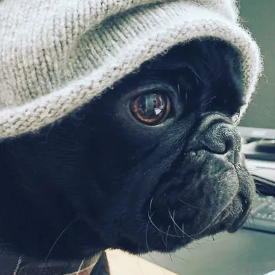 Fritz von Mops profile