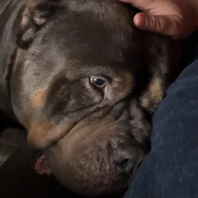 Frontline Bullies profile
