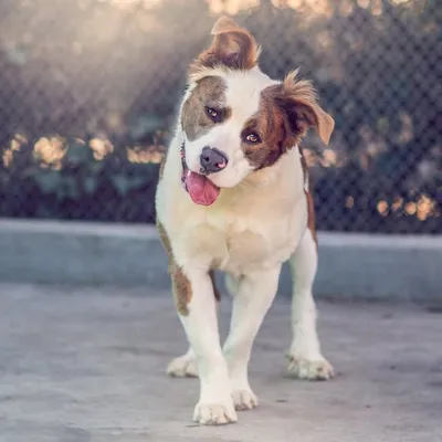 Front Street Animal Shelter profile