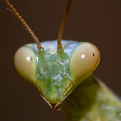 Fruchtpudding profile