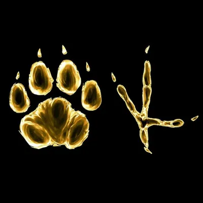 Forest Tiger Friend & Owl Helper profile