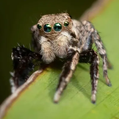 MACRO NATURE profile
