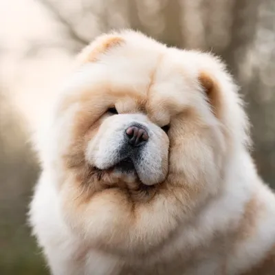 Fuller the Chow Chow profile