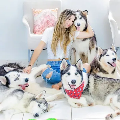 Husky Family profile