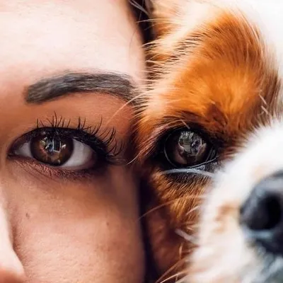 crazy funny pets profile