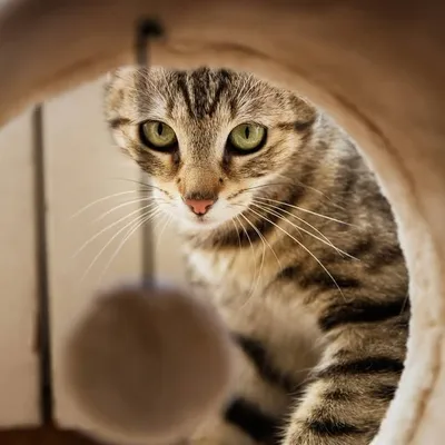 funny cats and dogs profile