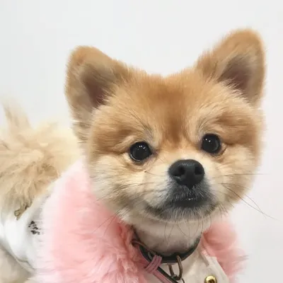 Funny Fur profile