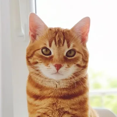 Peaches profile