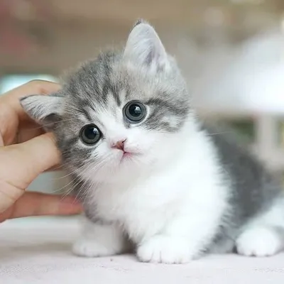 Funny cats profile