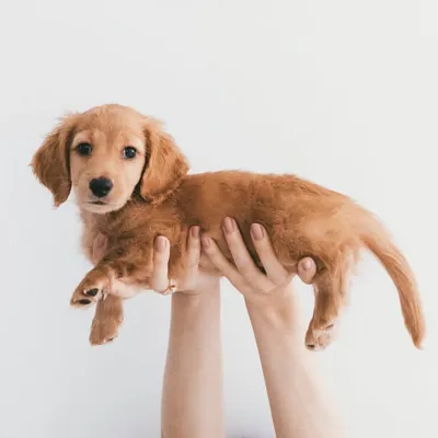 F R A N K I E profile