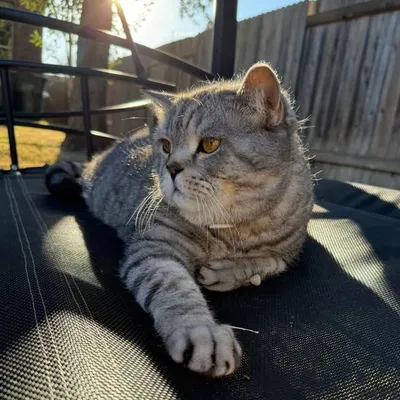 FurryKilos profile