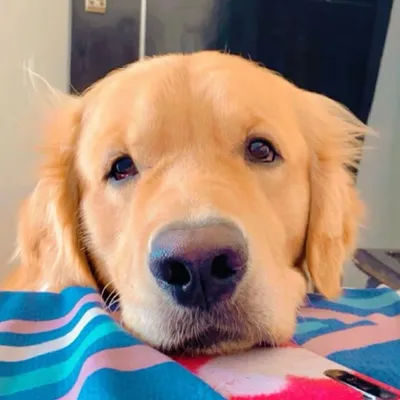 Furry Oscar profile